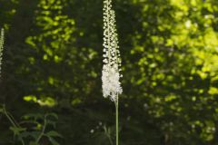 Black Cohosh, Actaea racemosa