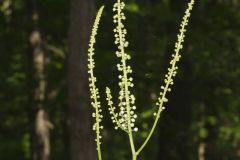 Black Cohosh, Actaea racemosa