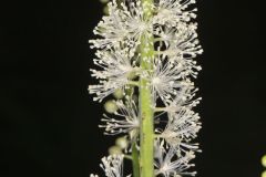 Black Cohosh, Actaea racemosa