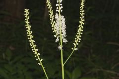 Black Cohosh, Actaea racemosa