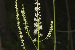 Black Cohosh, Actaea racemosa