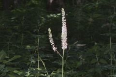 Black Cohosh, Actaea racemosa