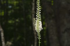 Black Cohosh, Actaea racemosa