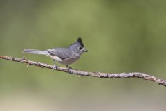 Black-crested Titmouse, Baeolophus atricristatus