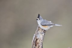 Black-crested Titmouse, Baeolophus atricristatus