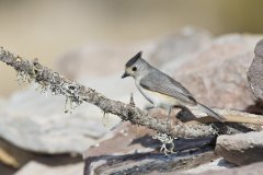 Black-crested Titmouse, Baeolophus atricristatus