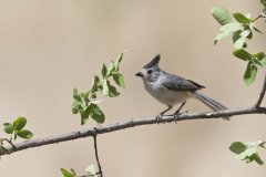 Black-crested Titmouse, Baeolophus atricristatus