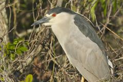 Black-crowned Night Heron, Nycticorax nycticorax