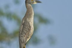 Black-crowned Night Heron, Nycticorax nycticorax