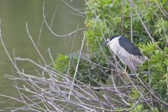 Black-crowned Night Heron, Nycticorax nycticorax