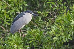 Black-crowned Night Heron, Nycticorax nycticorax