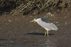 Black-crowned Night Heron, Nycticorax nycticorax