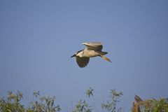 Black-crowned Night Heron, Nycticorax nycticorax