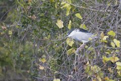 Black-crowned Night Heron, Nycticorax nycticorax