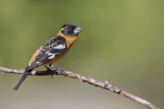 Black-headed Grosbeak, Pheucticus melanocephalus