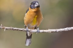 Black-headed Grosbeak, Pheucticus melanocephalus