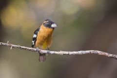 Black-headed Grosbeak, Pheucticus melanocephalus