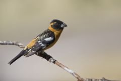 Black-headed Grosbeak, Pheucticus melanocephalus