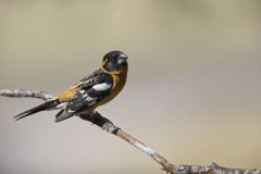 Black-headed Grosbeak, Pheucticus melanocephalus