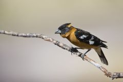 Black-headed Grosbeak, Pheucticus melanocephalus