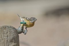 Black-headed Grosbeak, Pheucticus melanocephalus