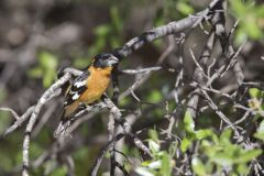 Black-headed Grosbeak, Pheucticus melanocephalus