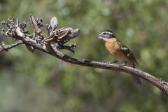 Black-headed Grosbeak, Pheucticus melanocephalus