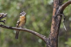 Black-headed Grosbeak, Pheucticus melanocephalus