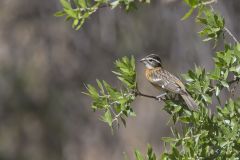 Black-headed Grosbeak, Pheucticus melanocephalus