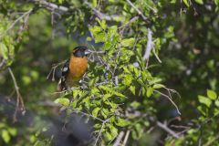 Black-headed Grosbeak, Pheucticus melanocephalus