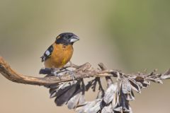 Black-headed Grosbeak, Pheucticus melanocephalus