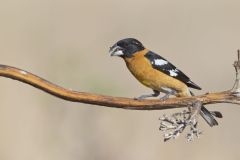 Black-headed Grosbeak, Pheucticus melanocephalus