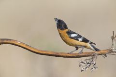 Black-headed Grosbeak, Pheucticus melanocephalus