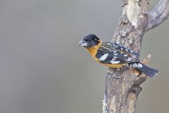 Black-headed Grosbeak, Pheucticus melanocephalus