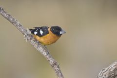 Black-headed Grosbeak, Pheucticus melanocephalus