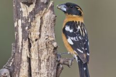 Black-headed Grosbeak, Pheucticus melanocephalus