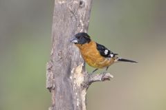 Black-headed Grosbeak, Pheucticus melanocephalus