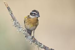 Black-headed Grosbeak, Pheucticus melanocephalus