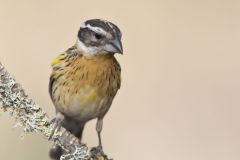 Black-headed Grosbeak, Pheucticus melanocephalus