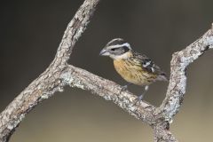 Black-headed Grosbeak, Pheucticus melanocephalus