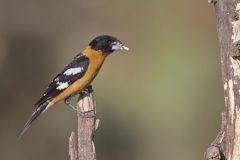 Black-headed Grosbeak, Pheucticus melanocephalus