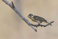 Black-headed Grosbeak, Pheucticus melanocephalus