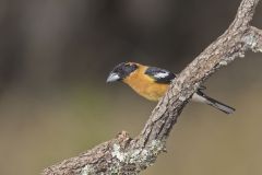 Black-headed Grosbeak, Pheucticus melanocephalus