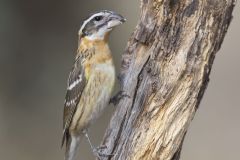 Black-headed Grosbeak, Pheucticus melanocephalus