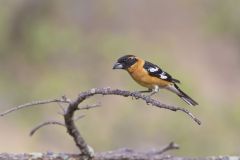 Black-headed Grosbeak, Pheucticus melanocephalus