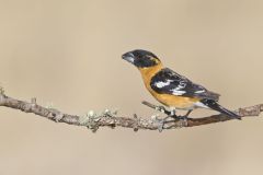 Black-headed Grosbeak, Pheucticus melanocephalus