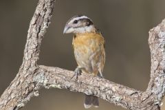 Black-headed Grosbeak, Pheucticus melanocephalus