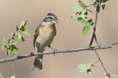 Black-headed Grosbeak, Pheucticus melanocephalus