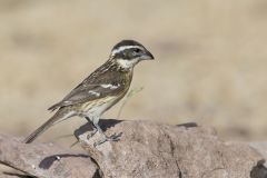 Black-headed Grosbeak, Pheucticus melanocephalus