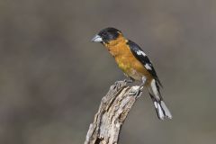 Black-headed Grosbeak, Pheucticus melanocephalus